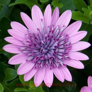 Остеоспермум Flower Power 3D Pink 2