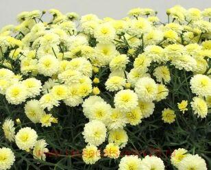 Аргирантемум Double Lemon 10
