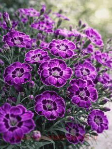 �������� Diantica Violet Blue 8