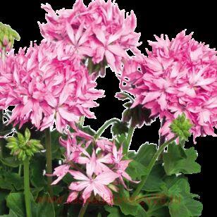 Пеларгония звездчатая Fireworks Pink 105