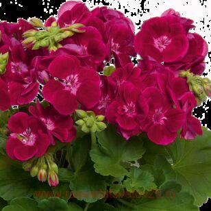 Пеларгония зональная PAC® Flower Fairy® VELVET 77