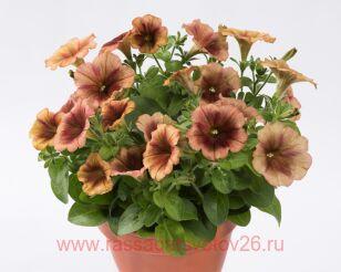 Петуния Prettytoonia Cappuccino