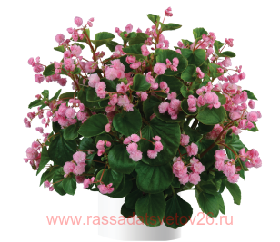  PASODOBLE CANDY PINK 3