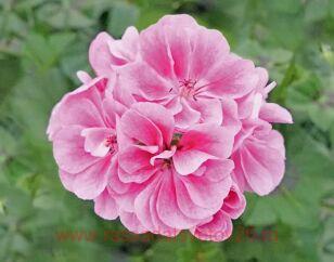 Пеларгония плющелистная Royal Frosty Pink 4