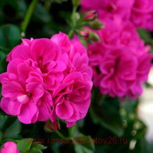 Пеларгония плющелистная Atlantic Fuchsia 83