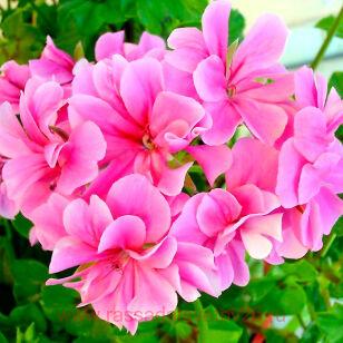 Пеларгония плющелистная BIG5 LIGHT PINK 18