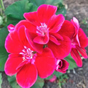 Пеларгония зональная PAC® Flower Fairy® RED SPLASH
