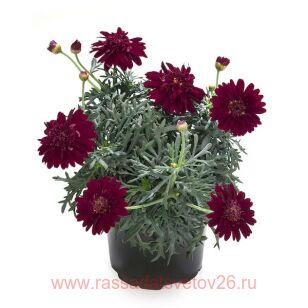 Аргирантемум Percussion Double Red 4