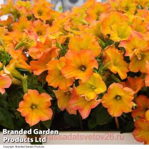 Петуния crazytunia terracotta 311