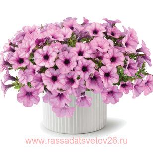 Петуния Capella Pink Lace 123