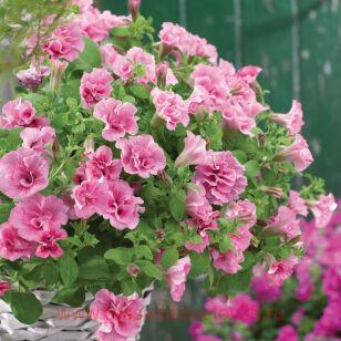 Петуния Viva® Double Pink Frizzle