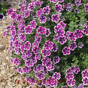 Петуния RED CARPET PETUNIA Hippy Chick Violet 201
