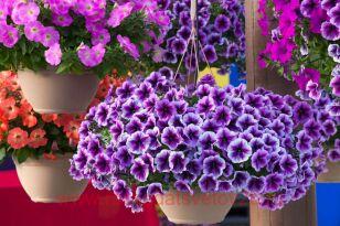 Петуния Ray Purple Vein 254