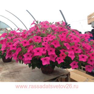 ������� Surfinia SUMO Rose 87