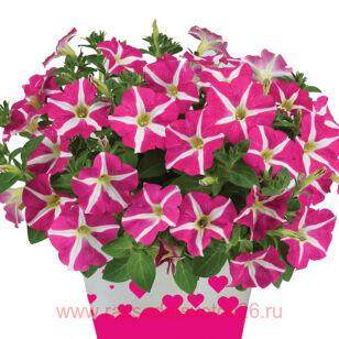Петуния AMORE PINK HEARTS 202