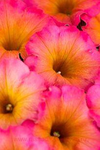 Петуния Flower Shower Mayan Sunset 113