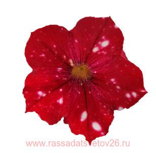 ПЕТУНИЯ STARTUNIA RED 44