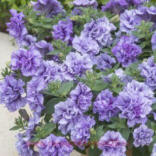 Петуния SUGAR VIOLETS 141