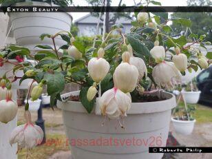Фуксия Exton Beauty 25