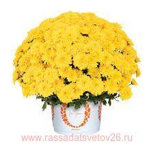 Хризантема мультифлора Touchdown Yellow 7