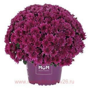 Хризантема мультифлора Buzz Lavender 20