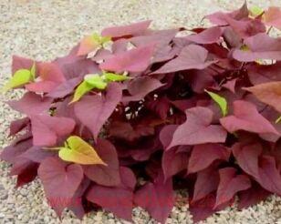 ������ Kumara red 3