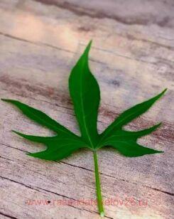 ������ Puerto Rico 13