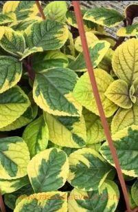 ����������� Lime Light 18