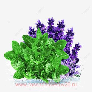 Мята лавандовая 32