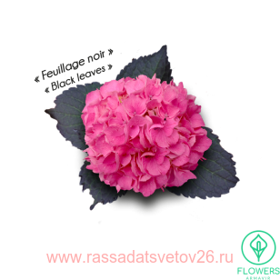 Гортензия крупнолистная Froufrou Rose (коллекционная серия) 156
