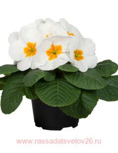 ������� Rambo Mid White 10