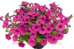 Петуния Vista Pure Raspberry 166