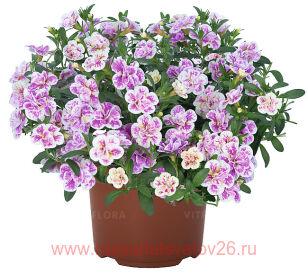 Калибрахоа Aloha Double Pink Blush 10