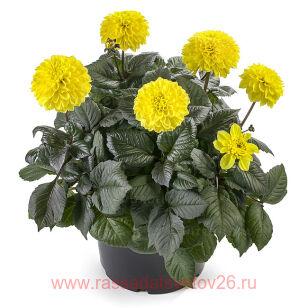 �������� La Bella Maggiore Fun Chocolate Yellow 44