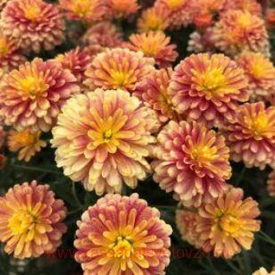 Аргирантемум Aramis Double Apricot 12