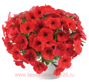 Петуния Ray Red