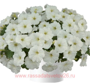 Петуния RAY White 70