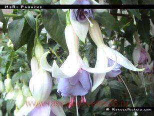 Фуксия HeRi Panache 60