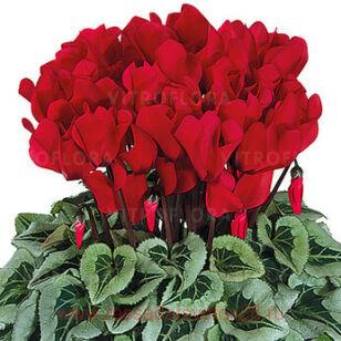 Цикламен Halios® ROUGE BORDE BLANC 6