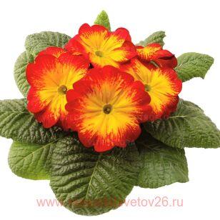 Примула RAMBO MID Red Flame 2