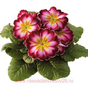 Примула RAMBO MID Purple Flame 3