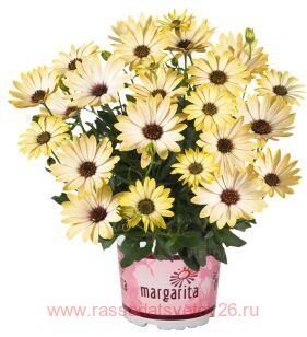 Остеоспермум Margarita Plus Lemon 57