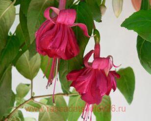 Фуксия Rubinero 29