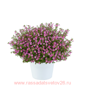 ��������������� STARDOM Pink 4