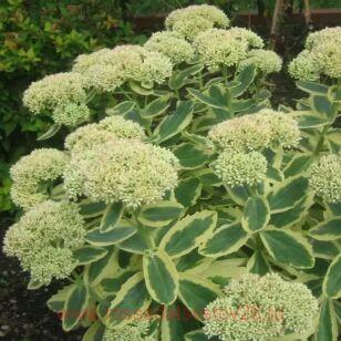 Седум телефиум Autumn Charm (Lajos) 41