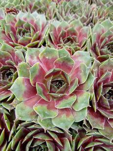  BigSam Rhubarb Splash 50