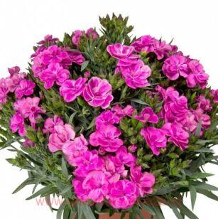 Гвоздика Sprint Specials Peman Violet 86