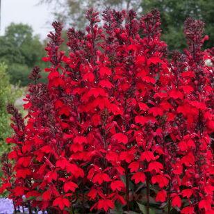 Лобелия прекрасная Starship Scarlet Bronze/Blue