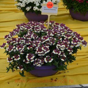 ������� SUN PAINTED ROSE 11