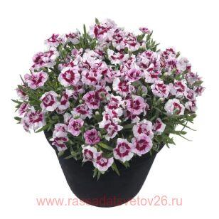 Гвоздика Sunflor Kaylee 24